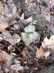 Waldsteinia