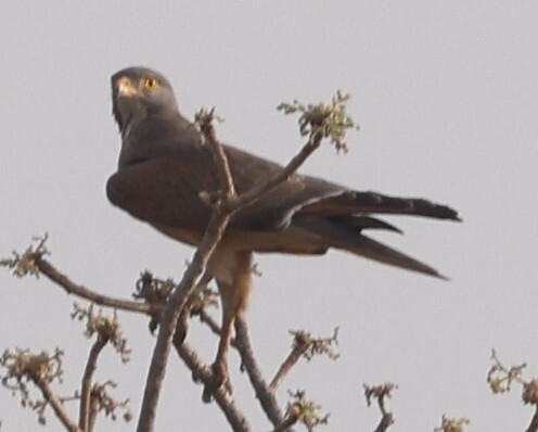 Grasshopper Buzzard