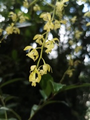 Epidendrum excisum