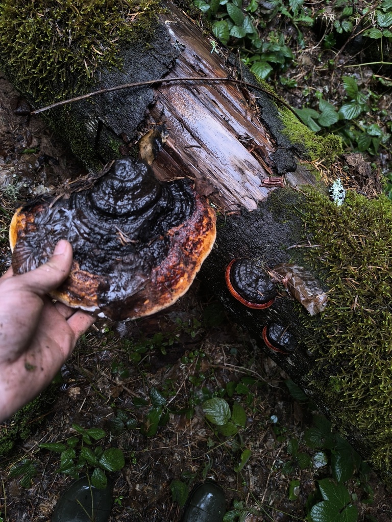 Fomitopsis pinicola · April 2026 · photo: © meaglinumut (iNaturalist, cc-by)