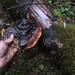 Çam Kızılağlayanı (Fomitopsis pinicola)
