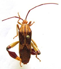 Melucha quinquelineata