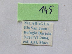 Melucha quinquelineata