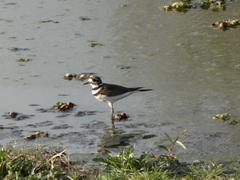Charadrius vociferus