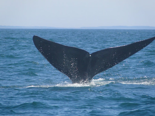 North Atlantic Right Whale