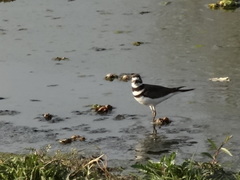 Charadrius vociferus