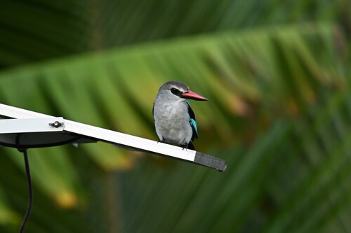 Woodland Kingfisher