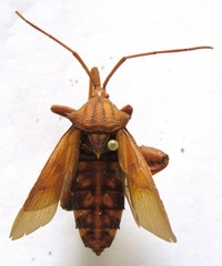 Melucha quadrivittis