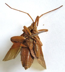 Melucha quadrivittis