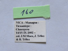 Melucha quadrivittis