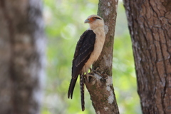 Daptrius chimachima