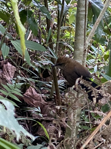 White-shouldered Fire-eye