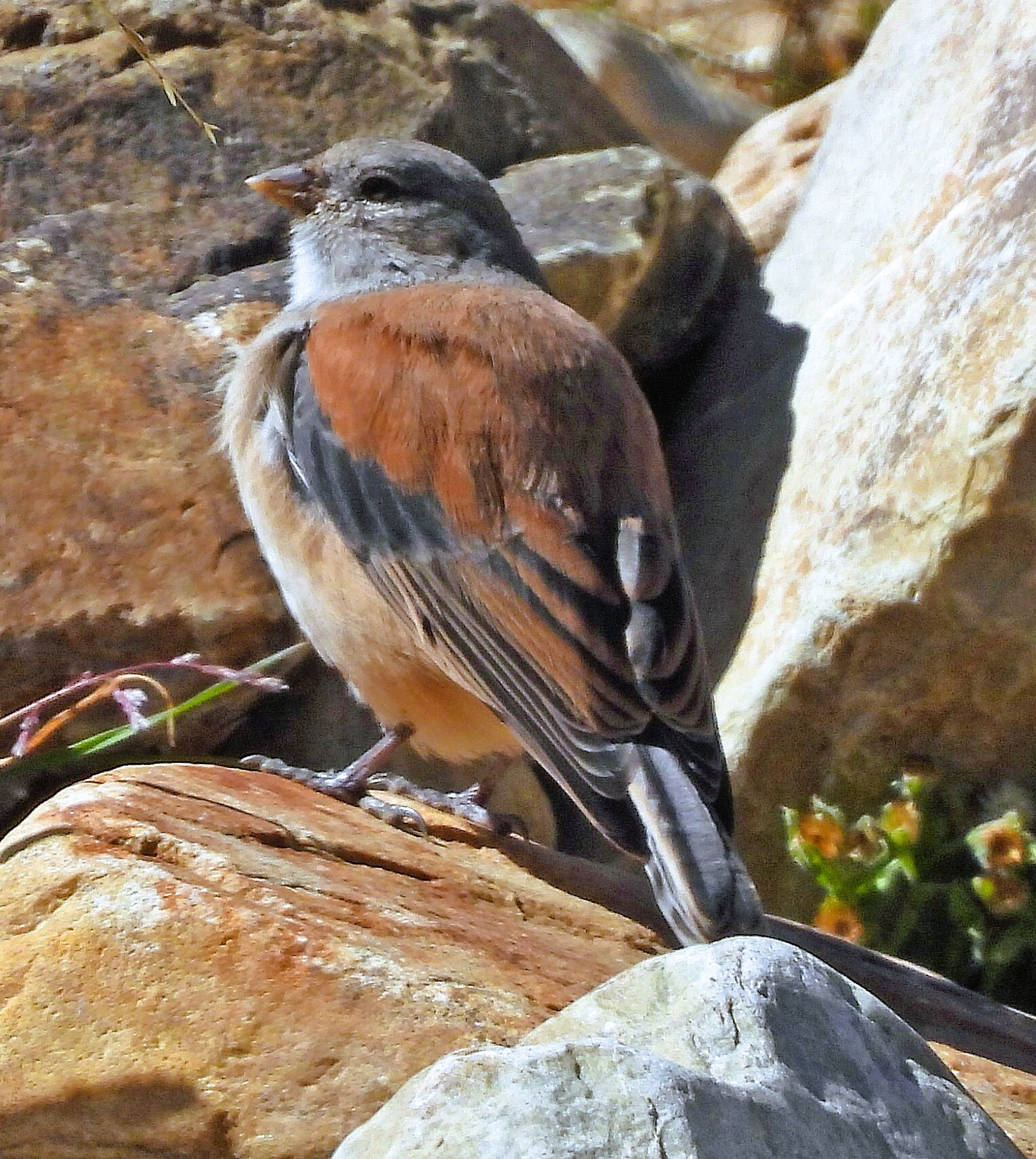 Red-backed Sierra Finch (Idiopsar dorsalis), photo 8