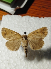 Clostera anastomosis