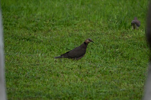 Red-eyed Dove