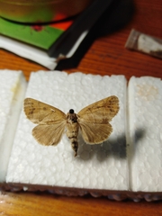 Clostera anastomosis