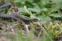 Hemiergis gracilipes