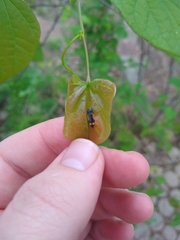 Ptosima laeta