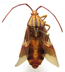 Melucha quinquelineata