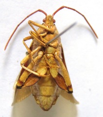 Melucha quinquelineata