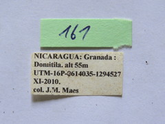 Melucha quinquelineata