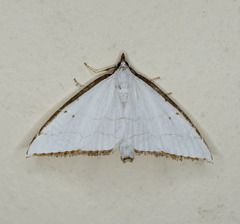 Ramila