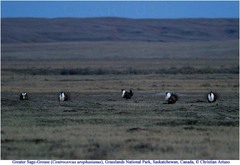 Centrocercus urophasianus