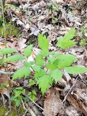 Actaea pachypoda