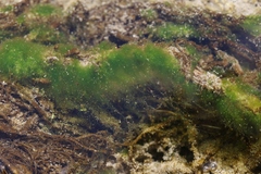 Stigeoclonium