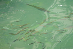 Mulloidichthys flavolineatus