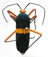 Paryphes blandus