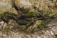 Stigeoclonium