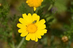 Closterotomus norwegicus