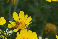 Closterotomus norwegicus