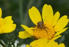 Closterotomus norwegicus