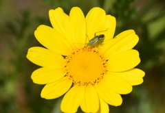 Closterotomus norwegicus