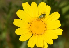 Closterotomus norwegicus