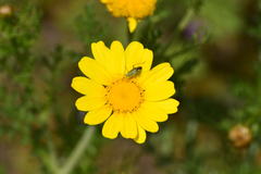 Closterotomus norwegicus