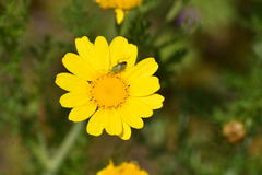 Closterotomus norwegicus