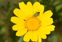 Closterotomus norwegicus