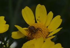 Closterotomus norwegicus