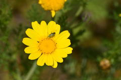 Closterotomus norwegicus