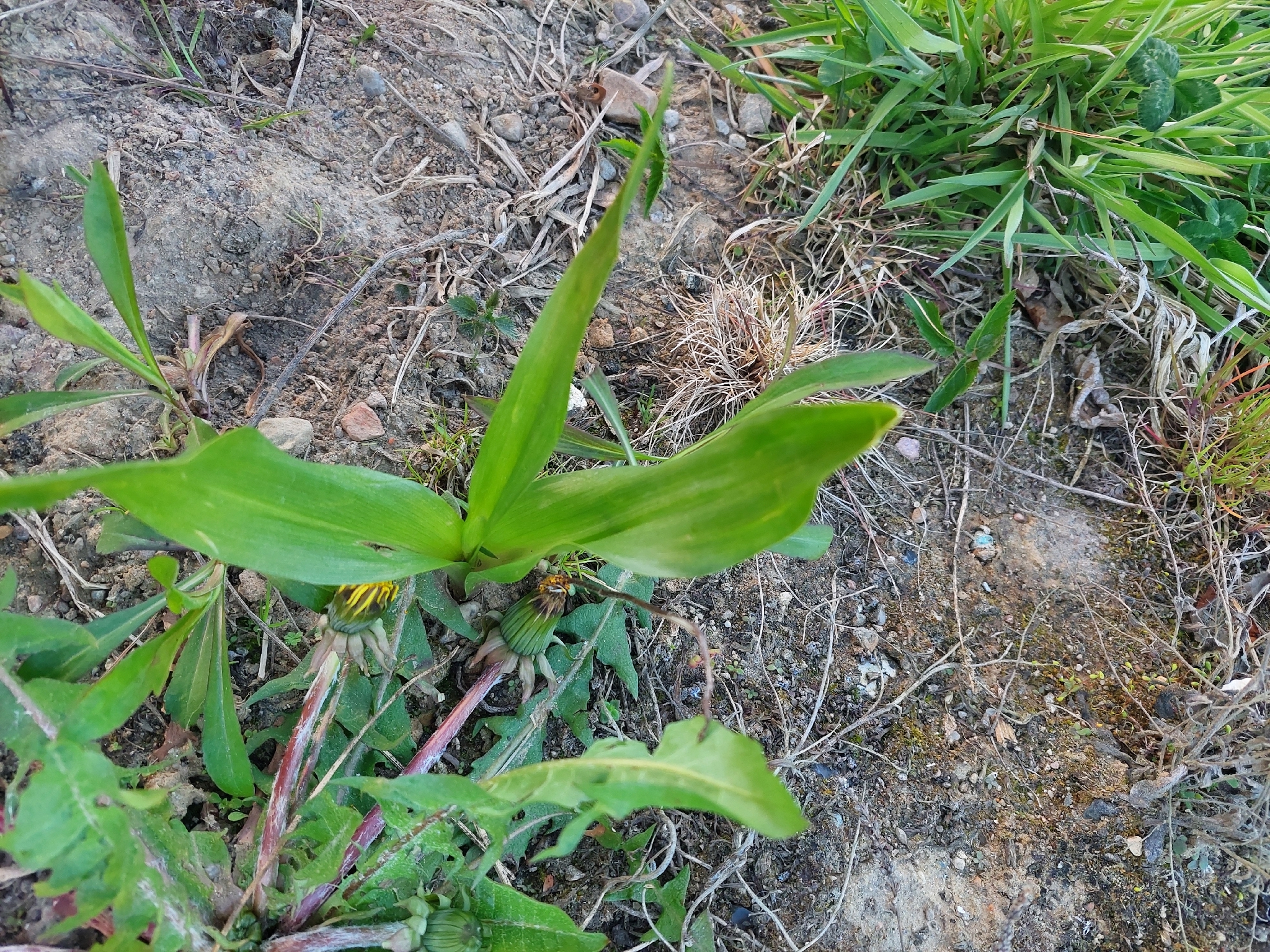 Foto de Zea mays L.