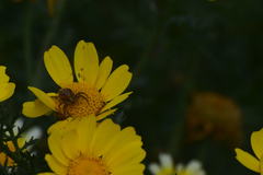 Closterotomus norwegicus