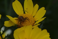 Closterotomus norwegicus