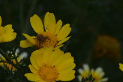 Closterotomus norwegicus