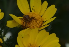 Closterotomus norwegicus