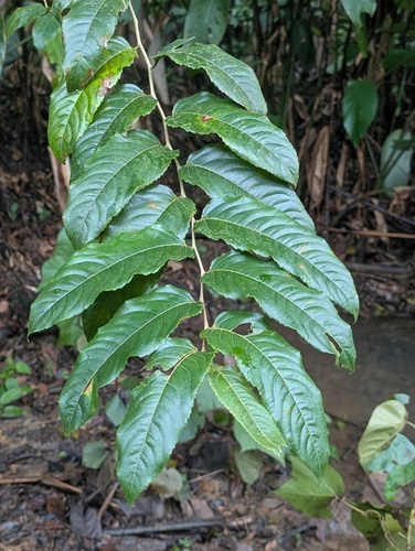 Banara guianensis, 2026-04-24