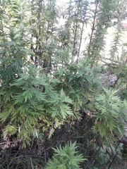 Artemisia arborescens