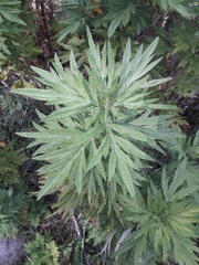 Artemisia arborescens